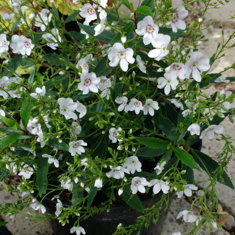 Plant image Parahebe 'Snow Clouds'