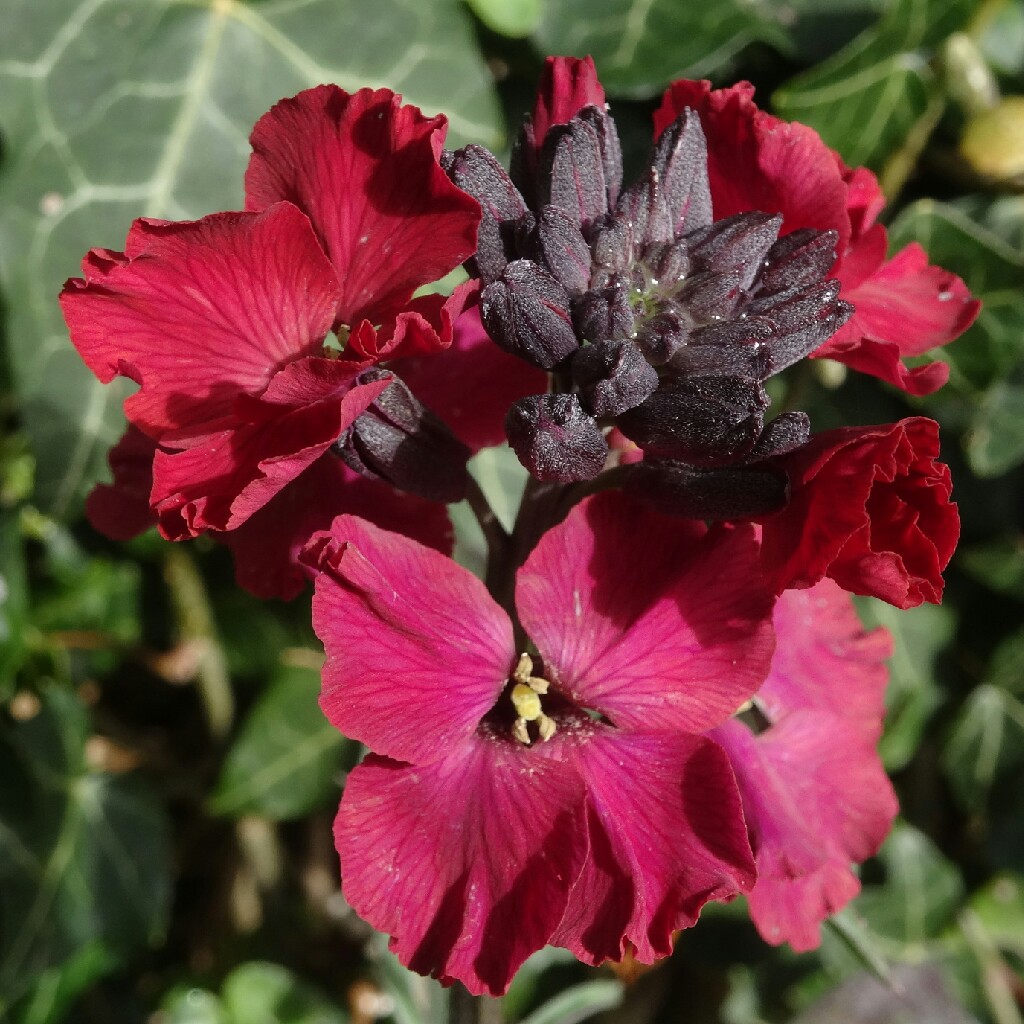 Plant image Erysimum 'Red Jep'