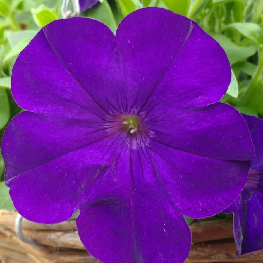 Petunia