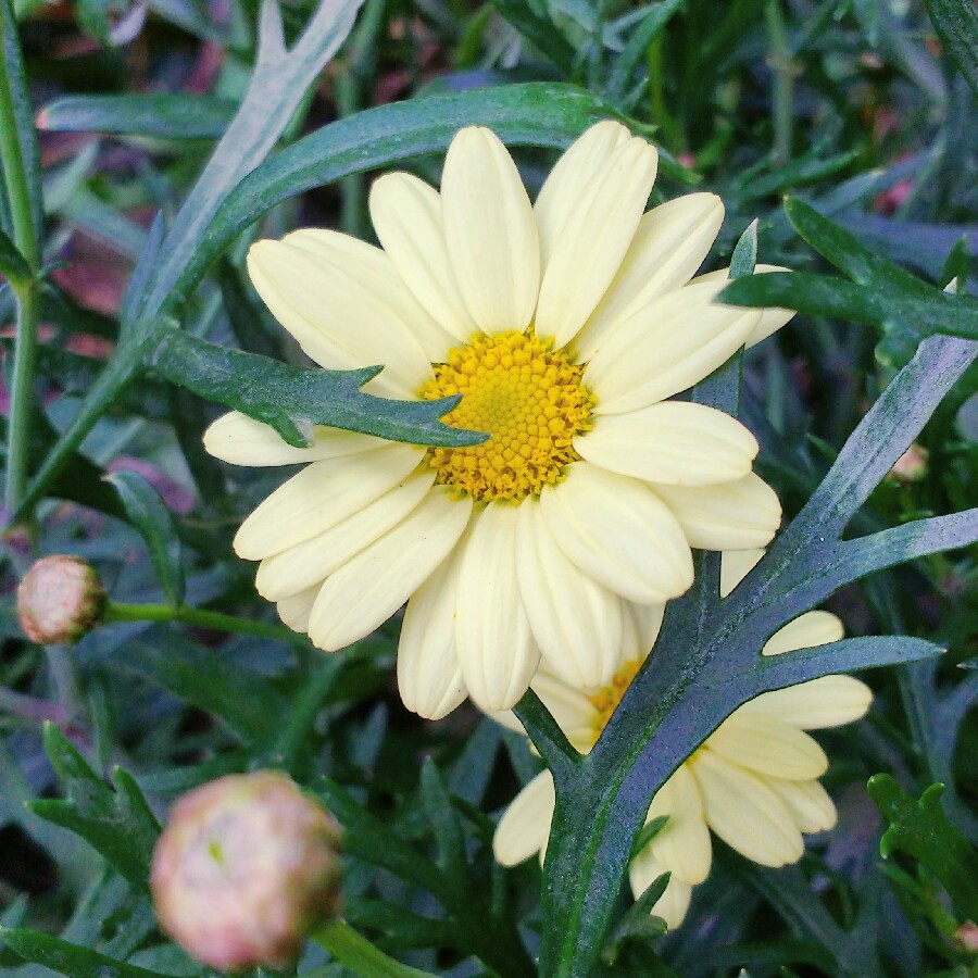 Plant image Argyranthemum 'Bonmadprose'
