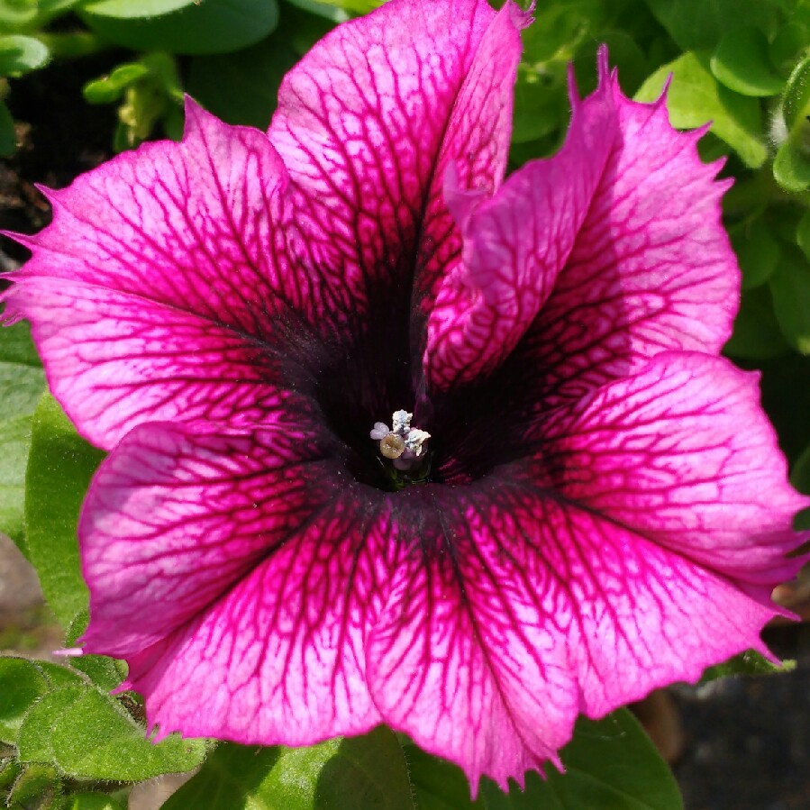 Petunia