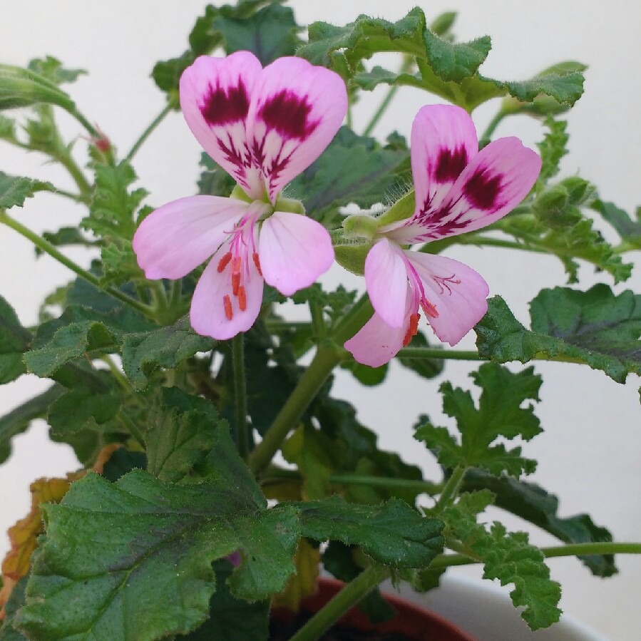 Plant image Pelargonium 'Royal Oak'