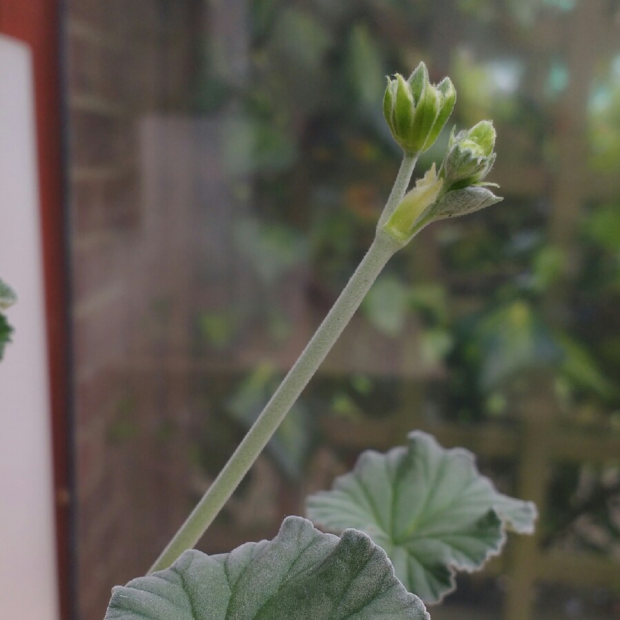 plant image 84774 plant image 84774