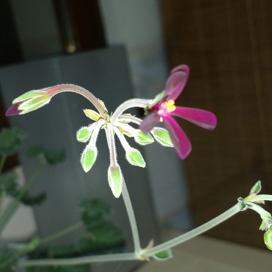 Pelargonium sidoides syn. Pelargonium sidifolium