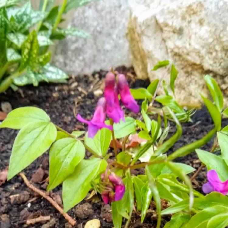 Plant image Lathyrus Vernus