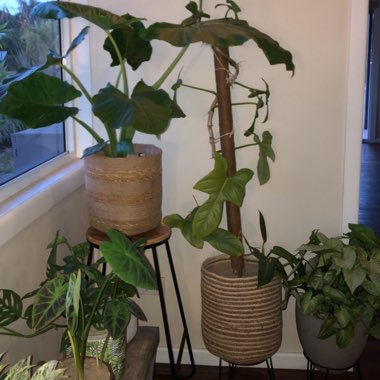 Natasha's garden