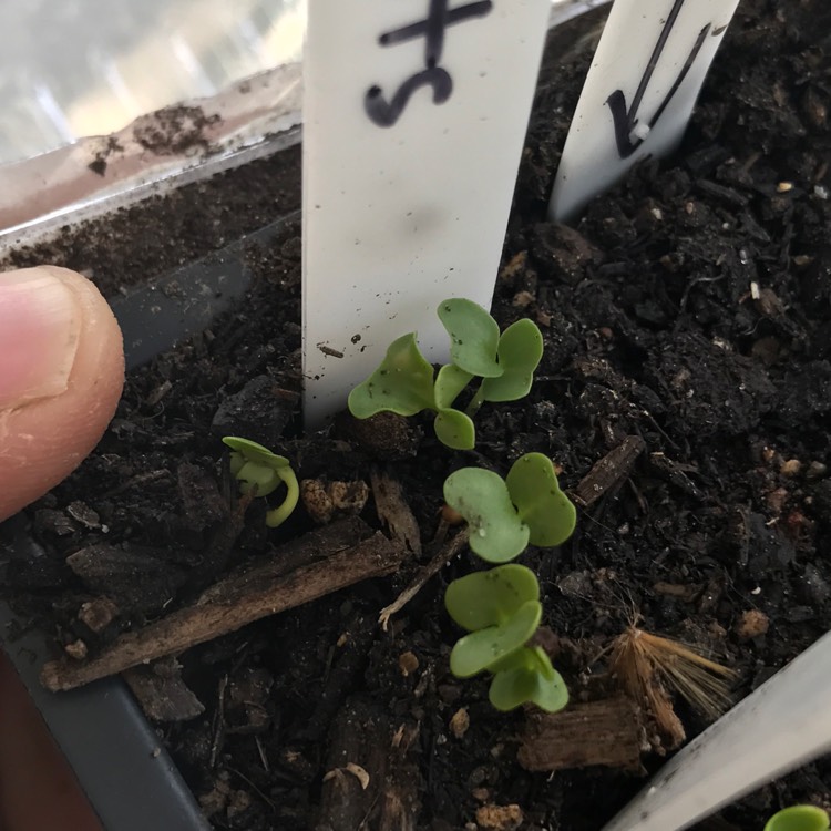 Plant image Daucus carota subsp. sativus 'Danvers 126'
