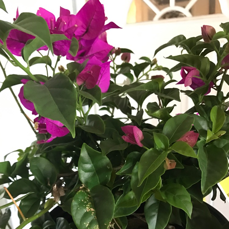 Plant image Bougainvillea spectabilis