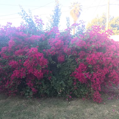 Bougainvillea