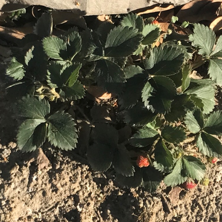 Plant image Fragaria x ananassa 'Ozark Beauty'