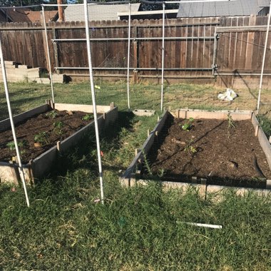 Tasheena's garden