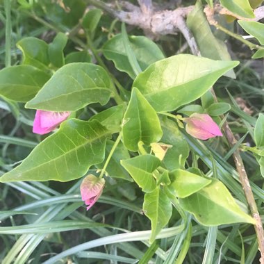 Great Bougainvillea