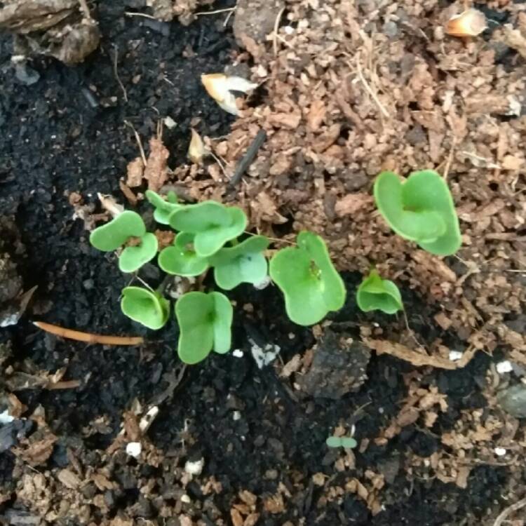plant image 702119