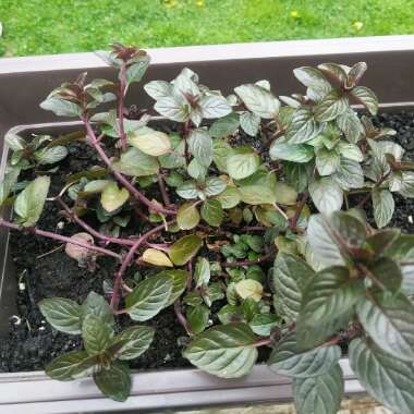 Chocolate Mint