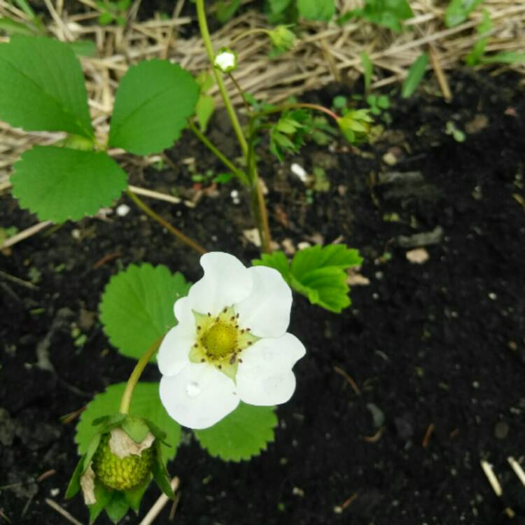 plant image 709222