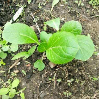 Spinach