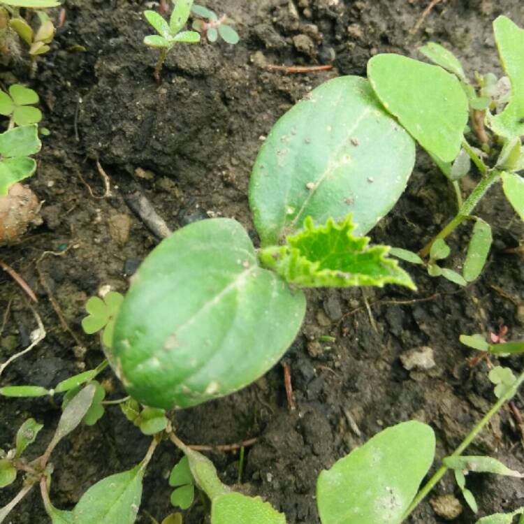 Plant image Cucumis sativus 'Parisian Pickling'