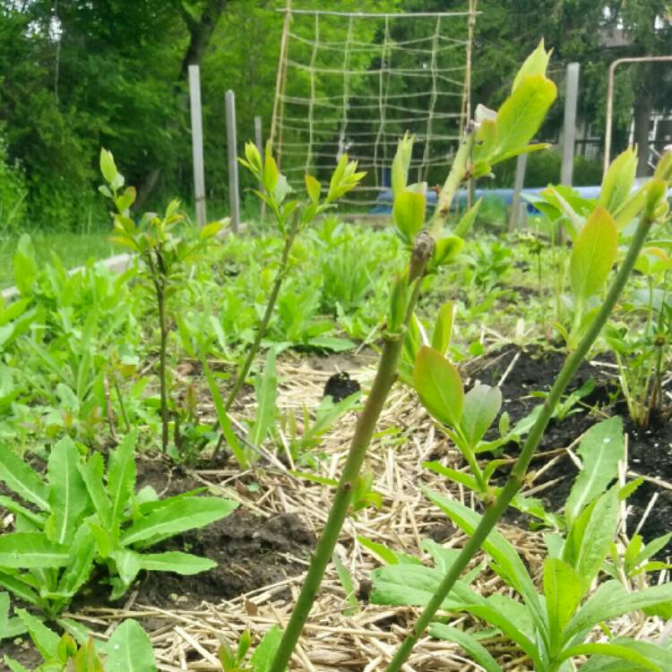 plant image 709226