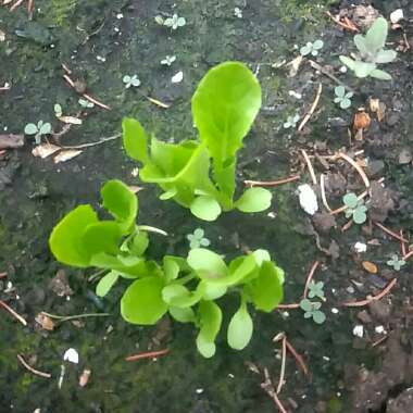 Lettuce