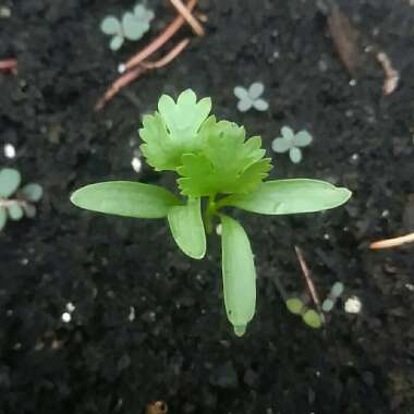 Coriander