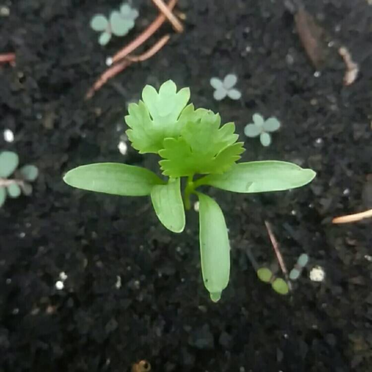 plant image 717192
