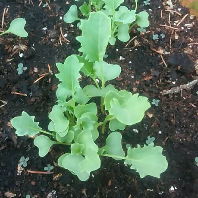 plant image 717194
