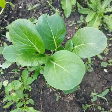 Pak Choi
