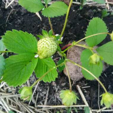Strawberry