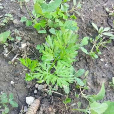 Carrot