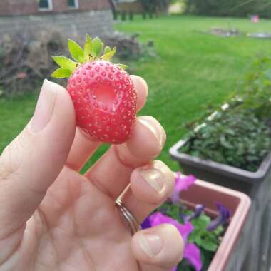Strawberry