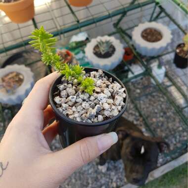 Sedum Sexangulare