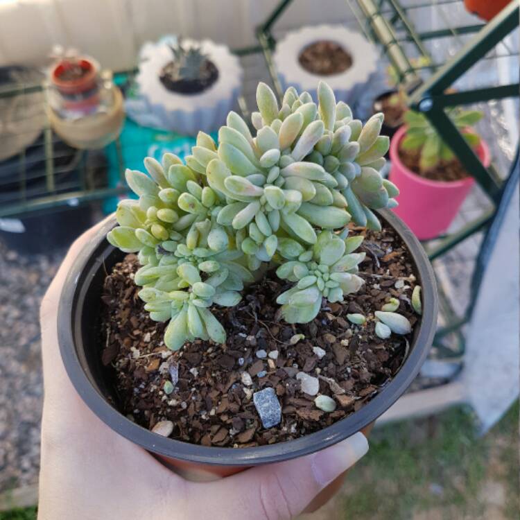 Plant image x Pachyveria Clavifolia Cristata