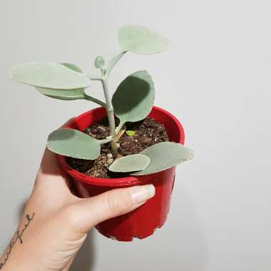 Kalanchoe Bracteata