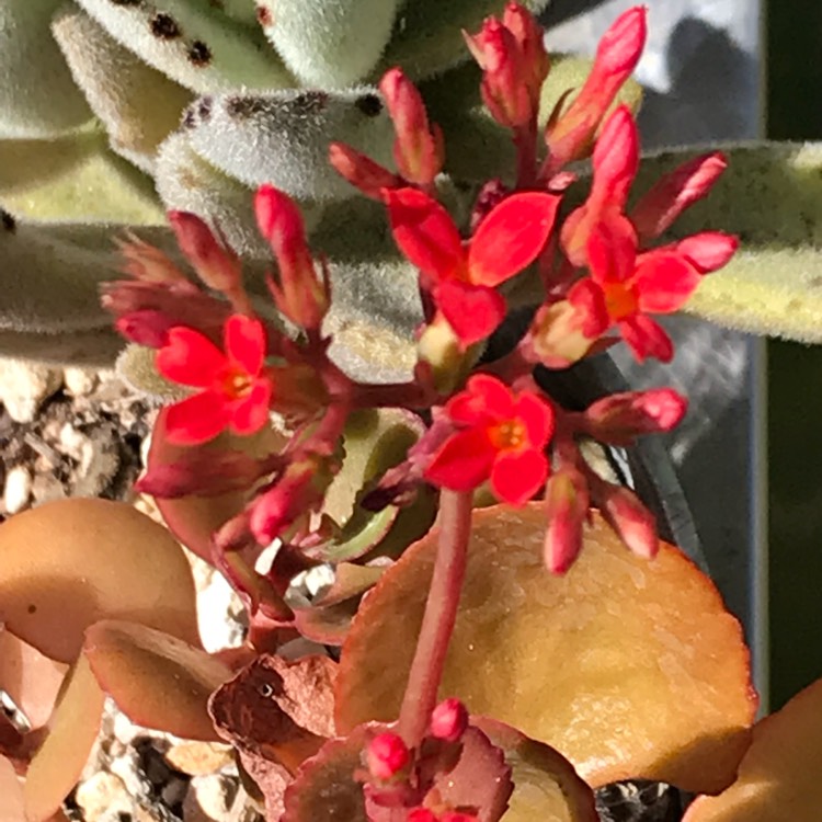 Plant image Kalanchoe blossfeldiana 'Really Red Dwarf'