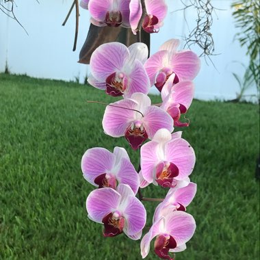Phalaenopsis