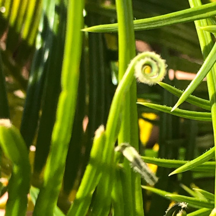 plant image 1061059