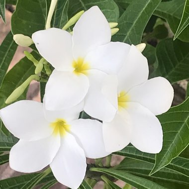 Plumeria pudica