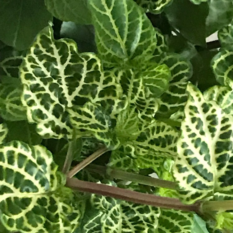 plant image 1130522