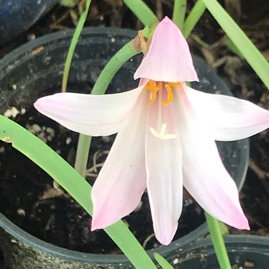 Zephyranthes