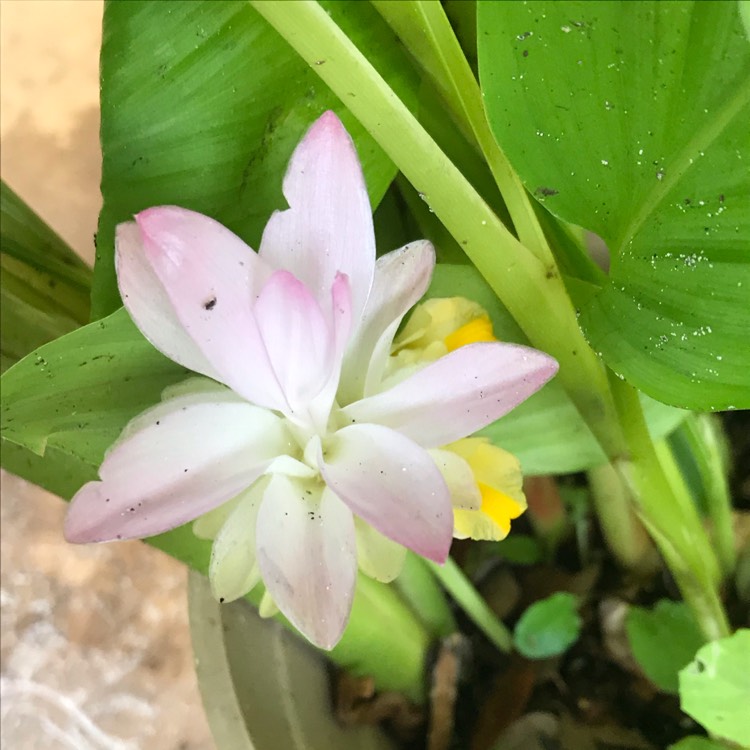 plant image 1146623