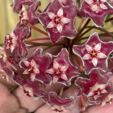 Hoya