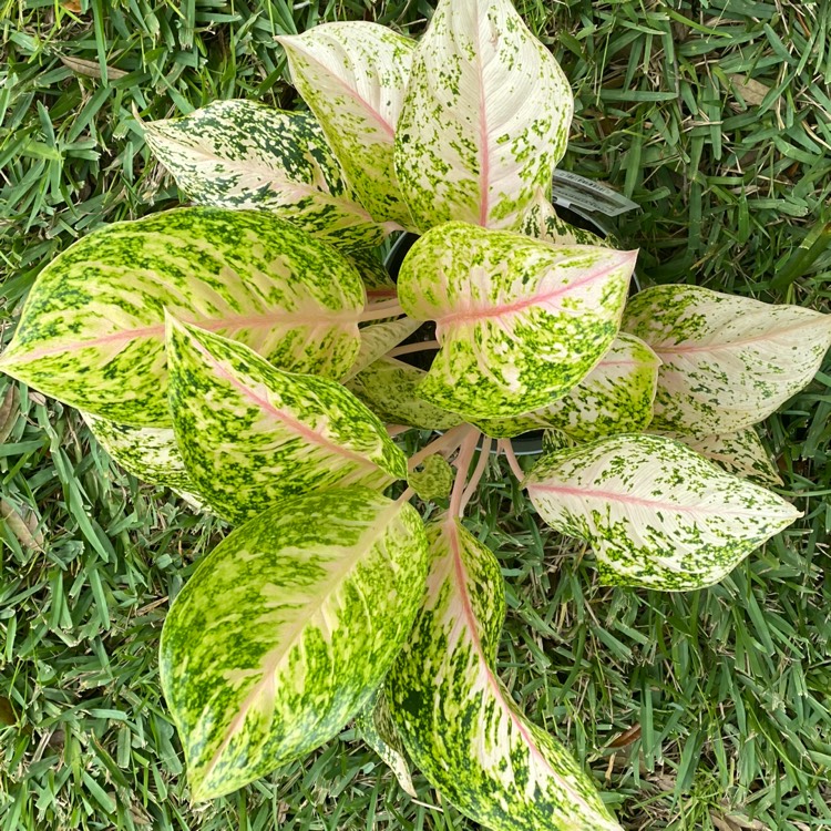 plant image 1189662