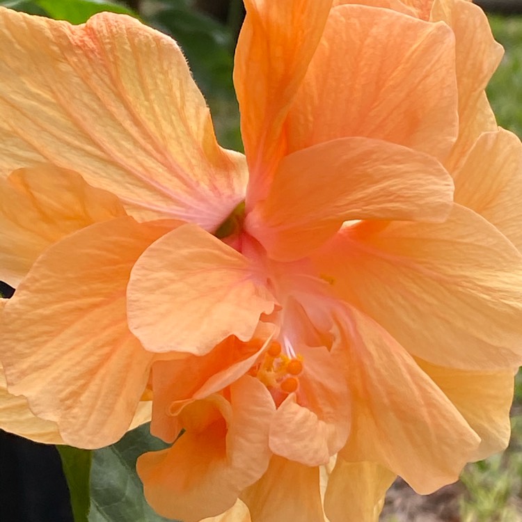 plant image 1210979