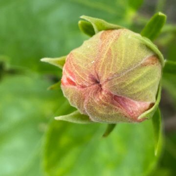 Hibiscus