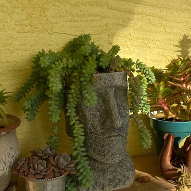Sedum Burrito