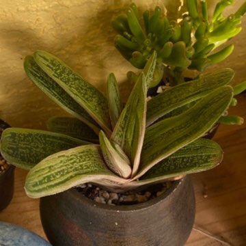 Plant image Gasteria Big Brother