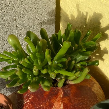 Crassula ovata 'Gollum'