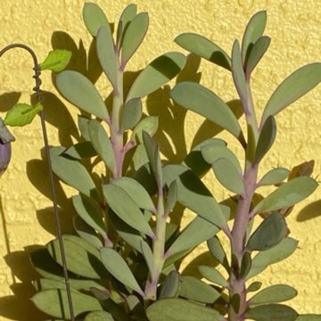 Senecio crassissimus
