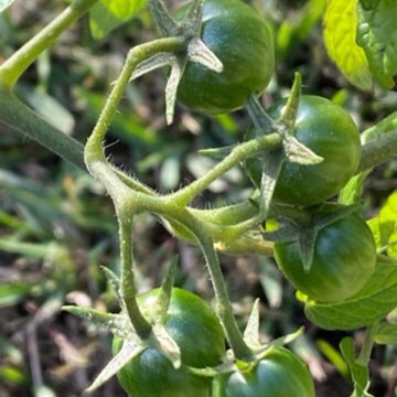 Solanum Lycopersicum var. cerasiforme 'Red Cherry'