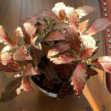 Fittonia Argyroneura Ruby Red